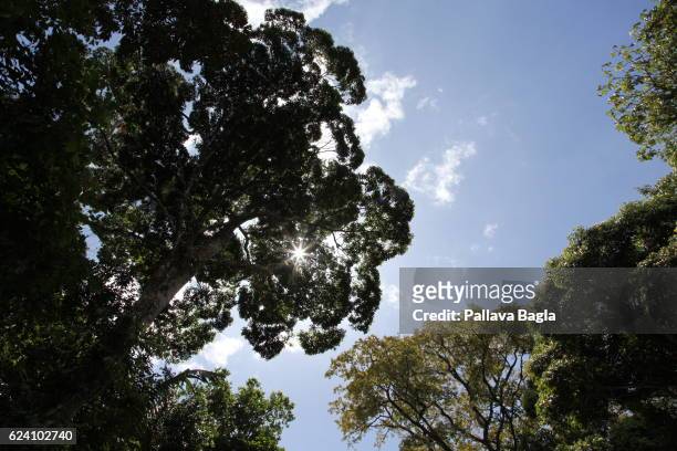 Blue sky visible from the gaps in the canopy of the rain forests. French Guiana is haven for plants and animals with ninety percent of the area under...