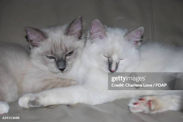 Two Ragdolls 220 Two Ragdoll Cats Stock Photos, High-Res Pictures, and Images ...