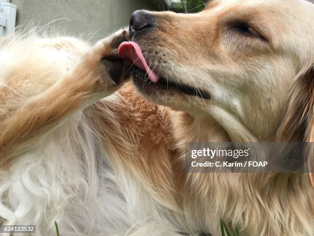 golden retriever licking its paw - tierischer fuß stock-fotos und bilder