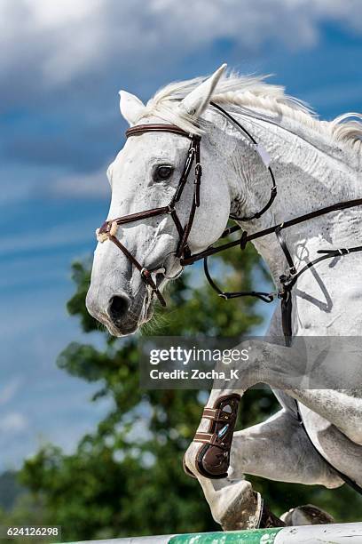white horse jumping over hurdle - stallion stock pictures, royalty-free photos & images