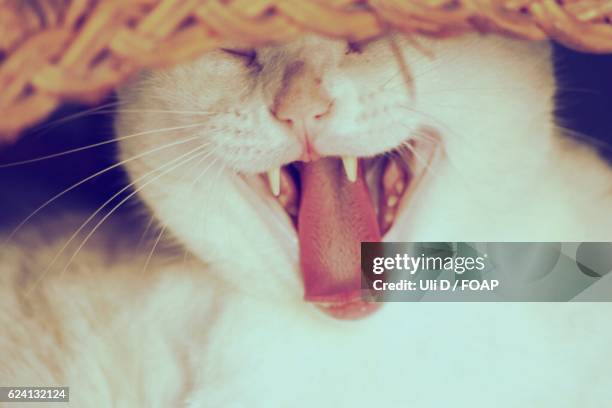 close-up of long cat's tongue - meowing stock pictures, royalty-free photos & images