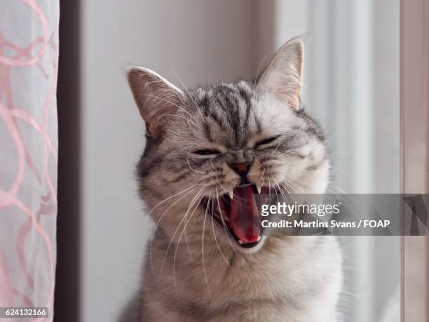 british shorthair cat miaowing - cat sticking out tongue stock pictures, royalty-free photos & images