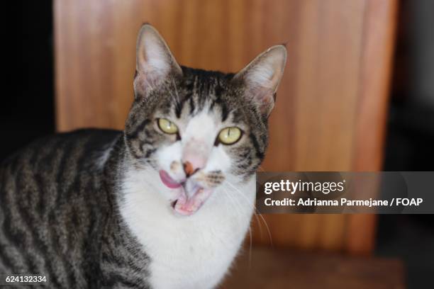 close-up of a miaowing cat - meowing stock pictures, royalty-free photos & images