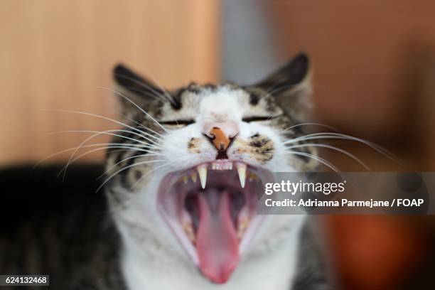 close-up of cat's mouth - meowing ストックフォトと画像