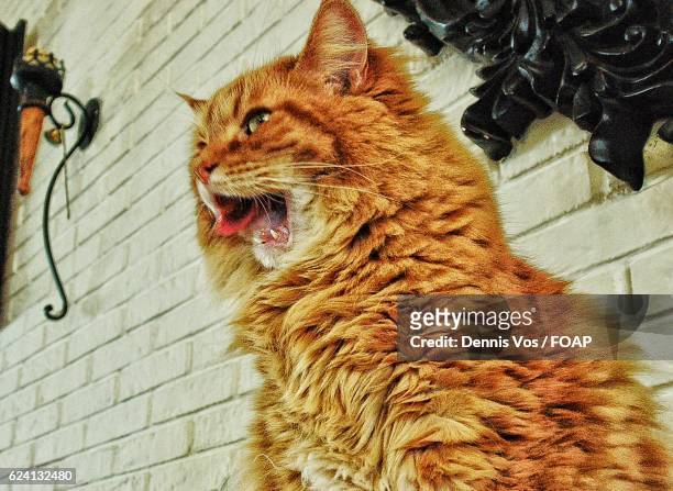 brown cat miaowing - cat sticking out tongue stock pictures, royalty-free photos & images