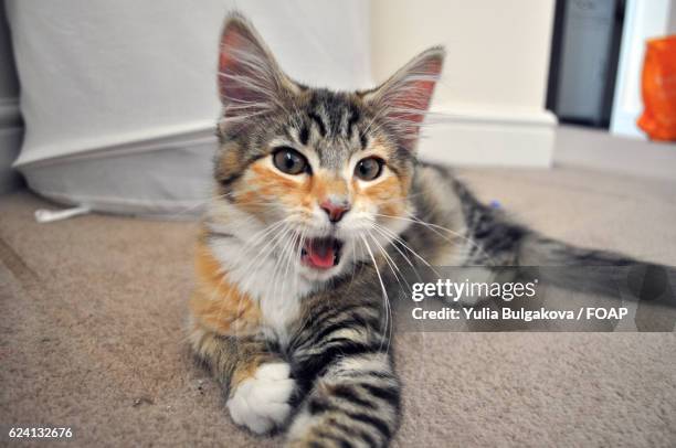 portrait of cat lying down - hijgen stockfoto's en -beelden