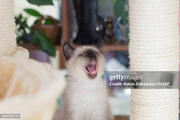 siamese kitten miaowing - anton zolotarjov stock pictures, royalty-free photos & images