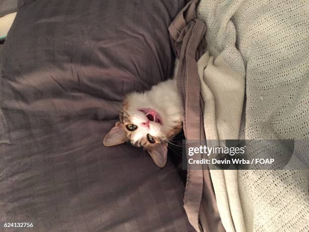 miaowing cat laying on bed - meowing stock pictures, royalty-free photos & images