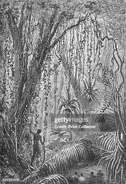 Brazilian Forest', c1885 . From Journal of Researchers into the Natural History and Geology of the Countries Visited during the Voyage of H.M.S....