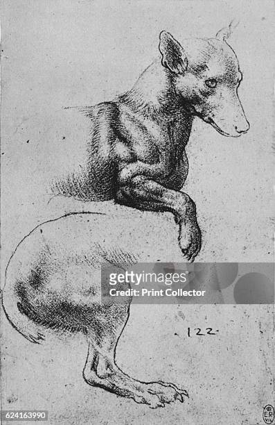 Studies of the Forepart and Hind-Quarters of a Dog', c1480 . From The Drawings of Leonardo da Vinci. [Reynal & Hitchcock, New York, 1945]. Artist...