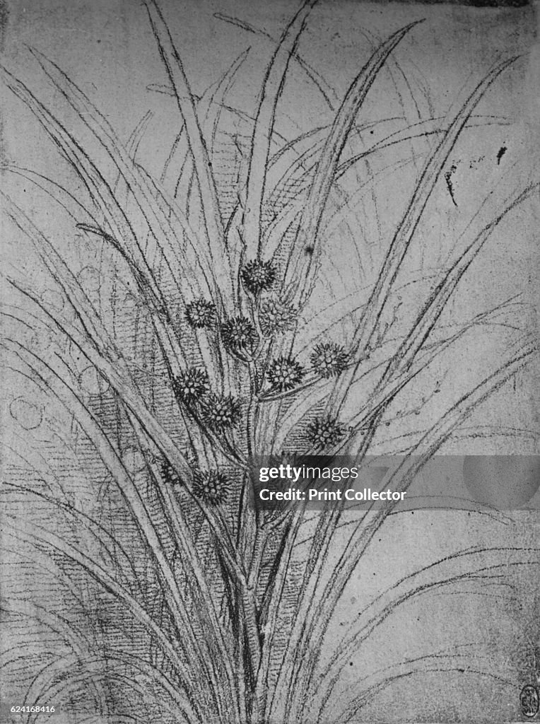 'Flowering Rushes', c1480