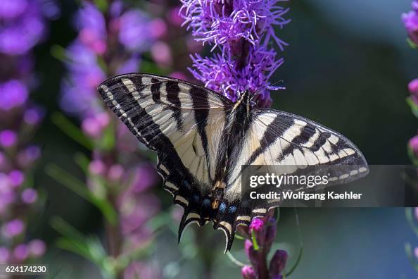 A Swallowtail butterfly on a Liatris Spicata flower in July A Swallowtail butterfly on a Liatris Spicata flower in July