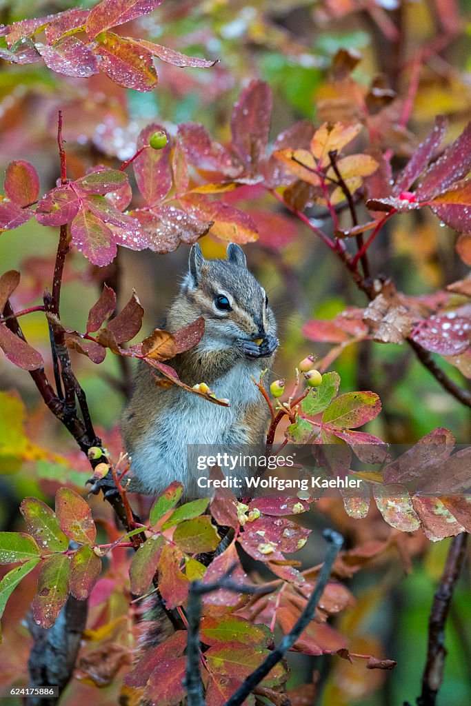 A Yellow Pine Chipmunk (Tamias amoenus) is feeding on...