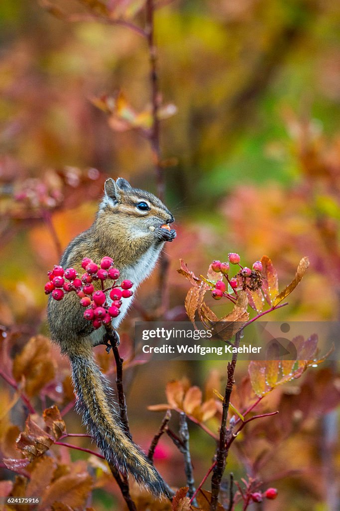 A Yellow Pine Chipmunk (Tamias amoenus) is feeding on...