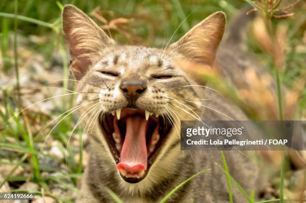 cat miaowing outdoors - meowing stock pictures, royalty-free photos & images