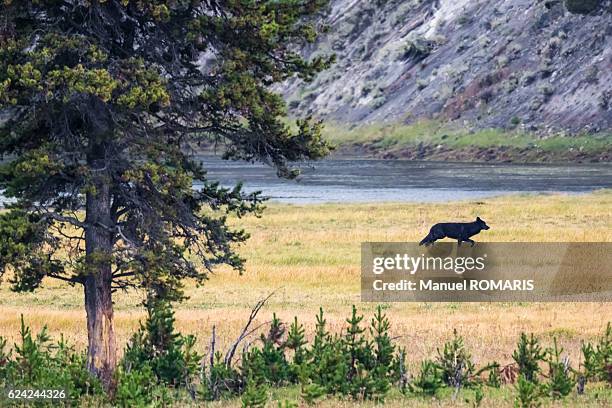 wolf - wolf stock pictures, royalty-free photos & images