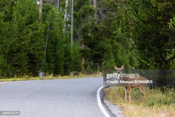 deer on the road - famille du cerf photos et images de collection