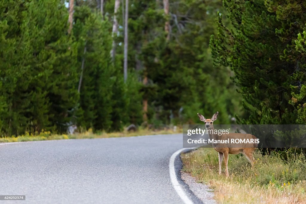 Deer on the road