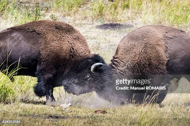 american bisons fighting - american bison stock-fotos und bilder