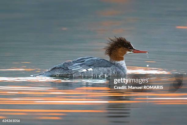 common merganser - two medicine lake montana stock pictures, royalty-free photos & images