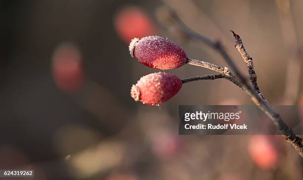 rosa rubiginosa, sweet briar rose, eglantine with frost - rosa eglanteria stock pictures, royalty-free photos & images