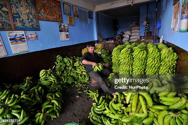 Yrs old from Sarlahi, arranging Banana at Fruits Market at Teku, Kathmandu, Nepal on Friday, November 18, 2016. Whole-seller shop vendor imports raw...