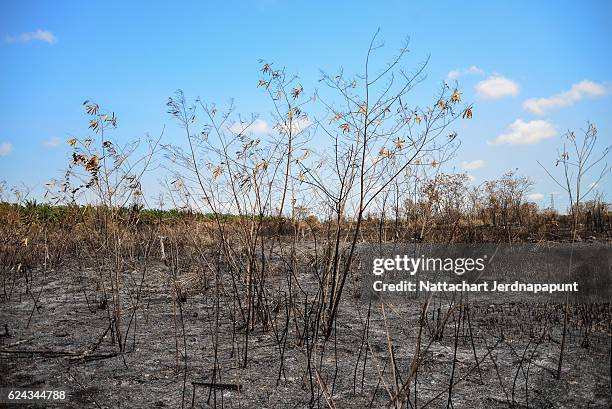 Wild Rice Pollution 367 Rice Dust Stock Photos, High-Res Pictures, and Images - Getty Images