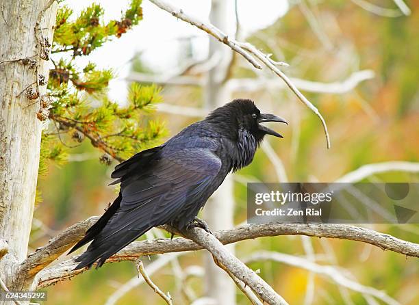Cawing Rooks Cawing Photos and Premium High Res Pictures - Getty Images