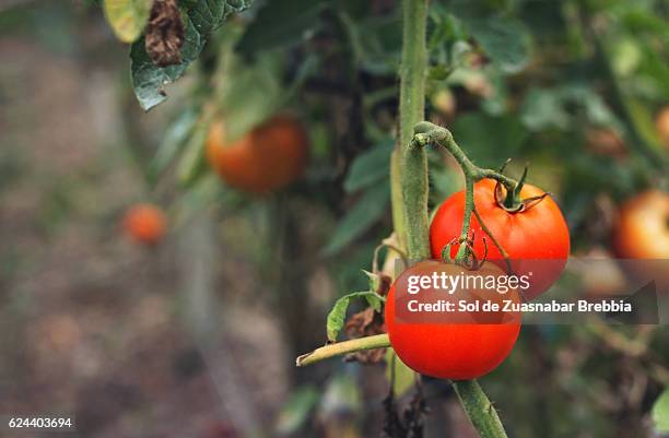 close up of beautiful tomatoes ready to be harvested - organic farm ストックフォトと画像