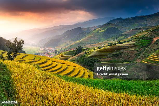 rice fields terraced - sa pa imagens e fotografias de stock