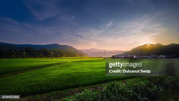 rice field sunset at saga , japan - farm house at night stock pictures, royalty-free photos & images