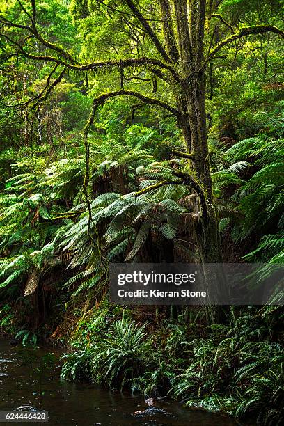 Trees Otway Ranges 337 Otway Ranges Stock Photos, High-Res Pictures, and Images - Getty Images
