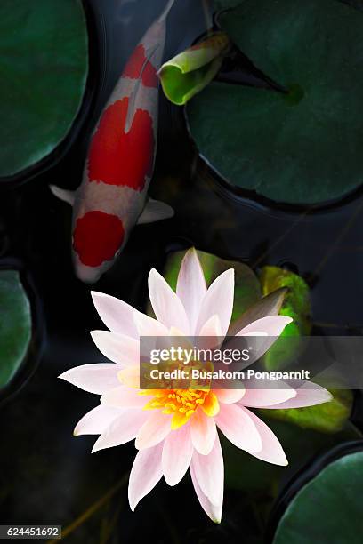 beautiful pink waterlily or lotus flower - koi carp stockfoto's en -beelden