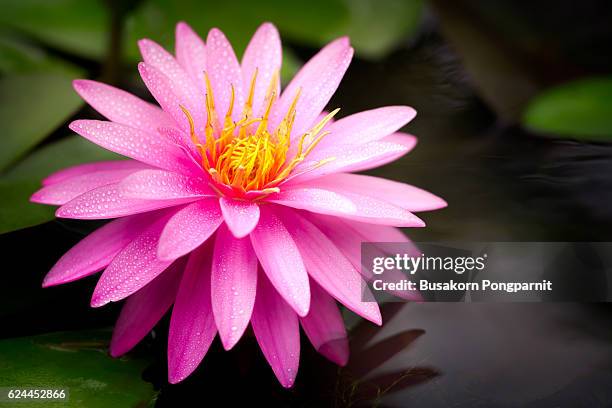 pink lotus flower - flower close up stock pictures, royalty-free photos & images