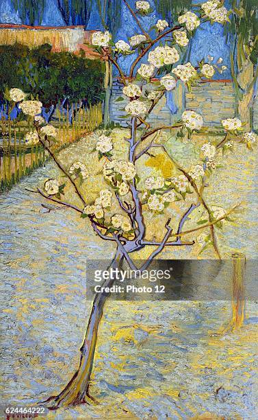 Vincent van Gogh, Dutch school. Small Pear Tree in Blossom, April 1888. Oil on canvas . Amsterdam, Van Gogh Museum.