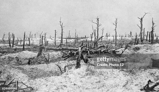 Woodland at Mesnil-les-Haut, France, reduced to skeletons of trees by gunfire. From "Le Flambeau", Paris.