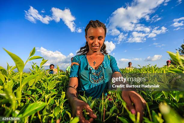 african women plucking tea leaves on plantation, east africa - ethiopian farming stock pictures, royalty-free photos & images