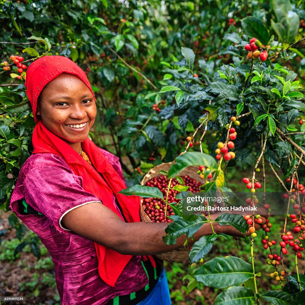 Young African woman collecting coffee cherries, East Africa