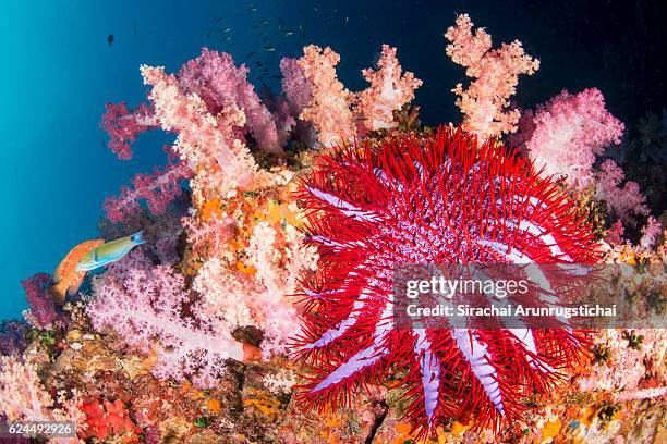 crown-of-thorns starfish in a coral reef - acanthaster planci bildbanksfoton och bilder