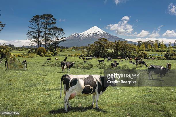 dairy cows and mount taranaki, new zealand. - região de taranaki imagens e fotografias de stock