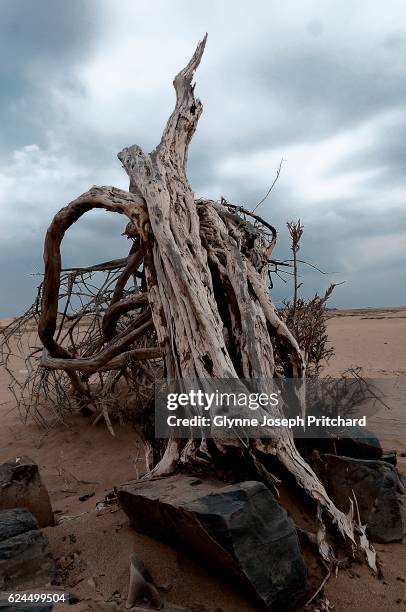 dead tree - arabian resto stock-fotos und bilder