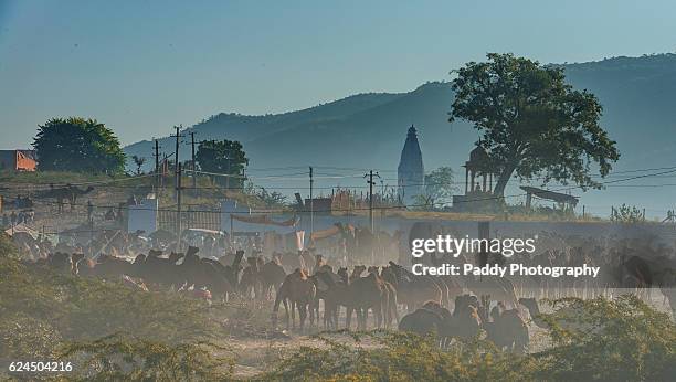 pushkar camel fair, rajasthan - mela fotografías e imágenes de stock