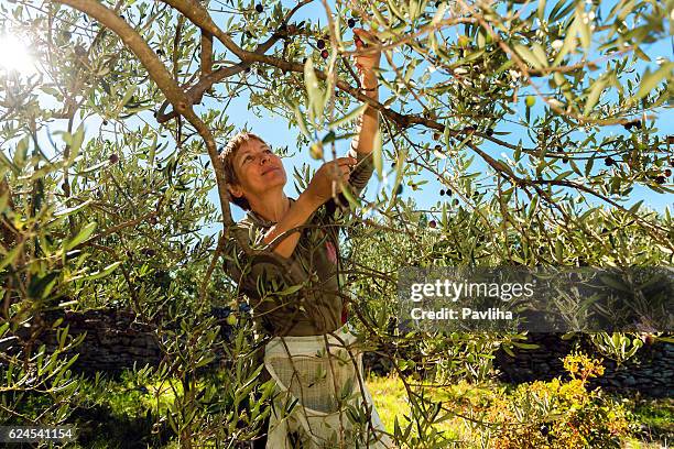 maturo donna raccolta olive a brac, croazia, europa - olive tree foto e immagini stock