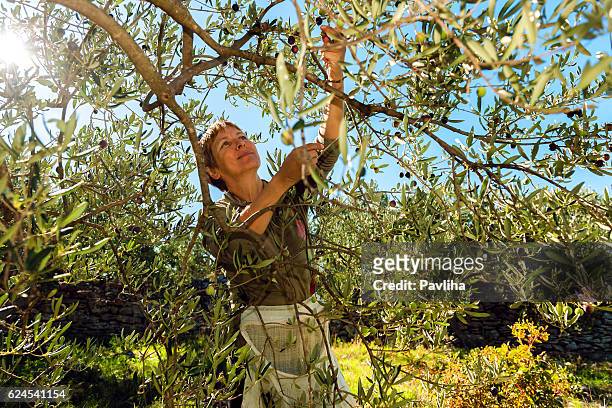 mature woman harvesting olives in brac, croatia, europe - olive tree stock pictures, royalty-free photos & images