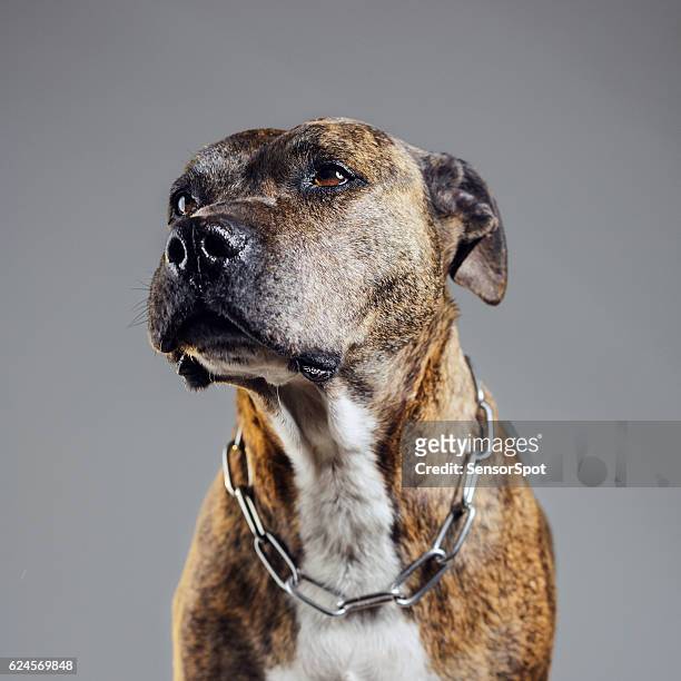 portrait of an old pitbull dog - ugly dog stock pictures, royalty-free photos & images
