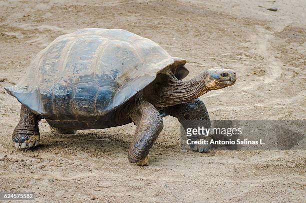 giant tortoise galapagos - galapagos giant tortoise stock-fotos und bilder
