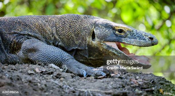close-up komodo dragon, rinca island, komodo national park, indonesia - komodo dragon teeth stock pictures, royalty-free photos & images