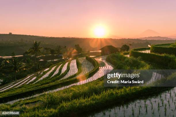 jatiluwih rice terraces at sunrise, bali, indonesia - jatiluwih rice terraces stock pictures, royalty-free photos & images