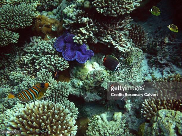 colourful reef fish and giant clam, maldives. - raccoon butterflyfish stock pictures, royalty-free photos & images