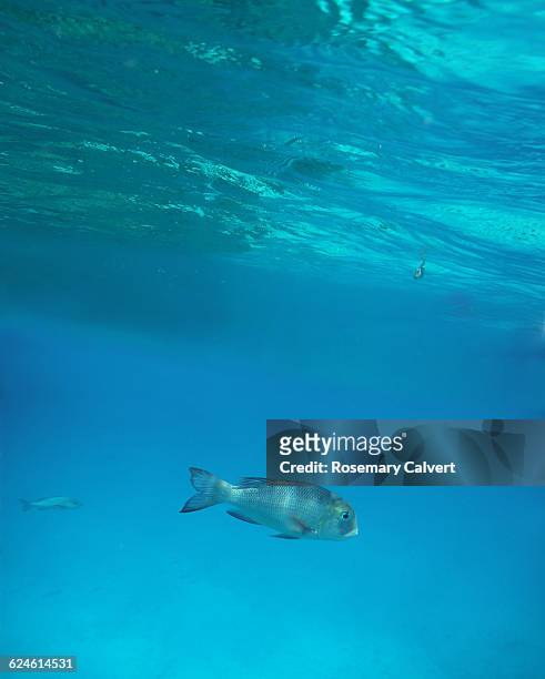 clear turquoise waters with bigeye bream, maldives - humpnose bigeye bream stock pictures, royalty-free photos & images